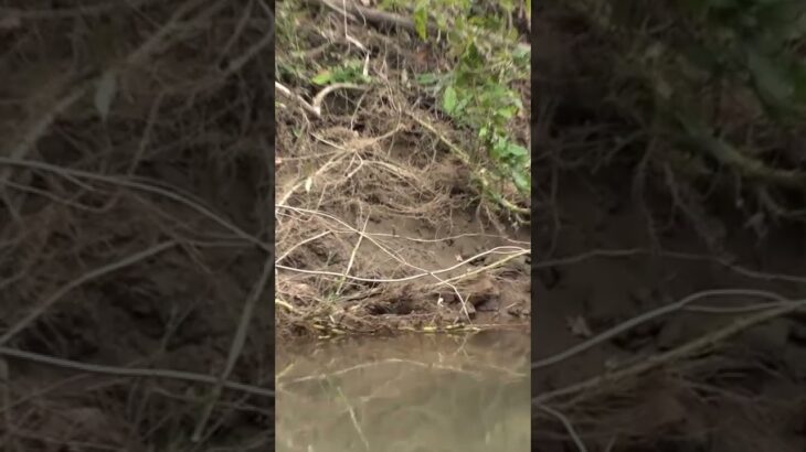 【衝撃映像】空中のルアーにブラックバスが飛びかかる決定的瞬間！