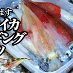 【ヤリイカエギング】簡単にたくさん釣れる。堤防でヤリイカが連発しました。その釣り方とは・・・