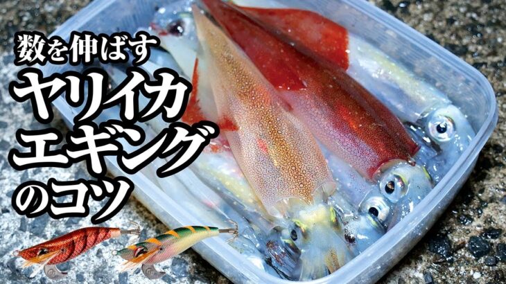 【ヤリイカエギング】簡単にたくさん釣れる。堤防でヤリイカが連発しました。その釣り方とは・・・