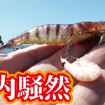 実物の海老を付け湾内からエギングしていたら信じられない生物が釣れて一同騒然