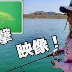 【バス釣り】クリアな野池で絶対にバスを見つける方法‼