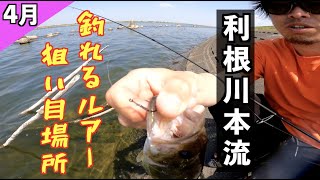 利根川本流 バス釣り 日中でも釣れるルアー【狙い目ポイント】