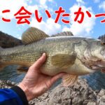 【バス釣り】奥多摩湖おかっぱり　やっと釣れた！！