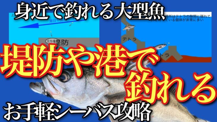 初めてのシーバス。簡単に釣れる堤防、港で釣るシーバスイワシパターンを攻略