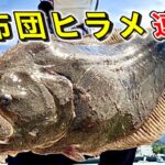 昼間に巨大ヒラメが連発する中毒性高いルアー釣り【もはやエサ】サーフや堤防でお試し下さい