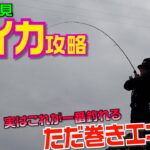 初心者必見！激流の春イカただ巻きが一番釣れる？エギングのしゃくりや小技を教えます