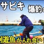 足下サビキでアジを狙ったら良型の回遊魚が入れ食いで大漁！釣果が倍増するサビキが連発してすごかった