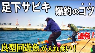 足下サビキでアジを狙ったら良型の回遊魚が入れ食いで大漁！釣果が倍増するサビキが連発してすごかった