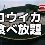 【コウイカ入門 仕掛と釣り方】美味しい春イカ釣り放題 三邦丸