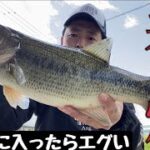 【春バス釣り】巻くだけで簡単に釣れる大人気ルアーを使ったら無双状態【爆釣】【柳川クリーク】