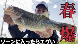 【春バス釣り】巻くだけで簡単に釣れる大人気ルアーを使ったら無双状態【爆釣】【柳川クリーク】