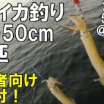 【初心者向け解説付】ヤリイカ釣り多点掛け連発好調！2022年5月上旬@鹿島沖 幸栄丸 前編 仕掛けや追い乗りさせる方法