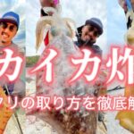 【エギング】デカイカ炸裂　アタリを極意をマスター出来ればしっかりキャッチ出来ます　2キロ級のデカイカチェイス　squid fishing　@イカ釣りぜんずch