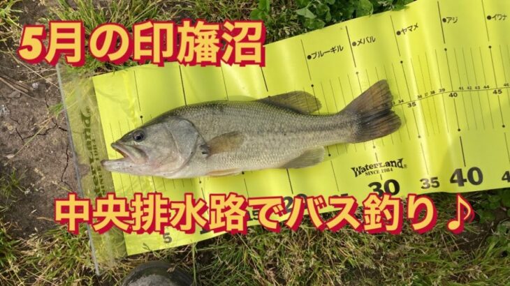 【中央排水路】5月の印旛沼！ブラックバス釣り♪