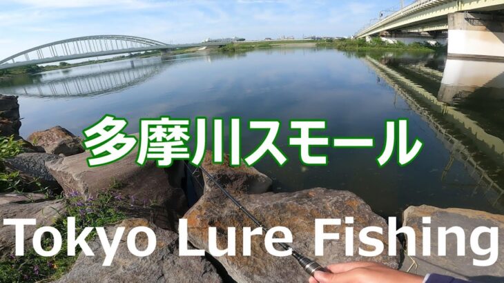 東京ルアー釣り、多摩川スモール 登戸(Tokyo Lure Fishing, Bass, 小口黑鱸)