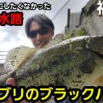 【バス釣り】あまり動画にしたくなかった福岡のマル秘水路でブリブリのブラックバスが釣れた。【福岡】【今川】【遠賀川】【パラダイス】【外来魚】【シークレット】【Vlog】