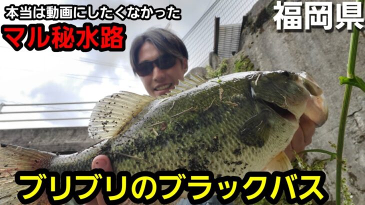 【バス釣り】あまり動画にしたくなかった福岡のマル秘水路でブリブリのブラックバスが釣れた。【福岡】【今川】【遠賀川】【パラダイス】【外来魚】【シークレット】【Vlog】