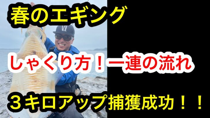 春エギングしゃくり方。キャストから回収まで。出た！！３キロアップ！一人の時のネットランディング