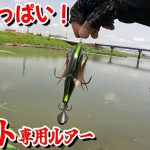 ネスト撃ちしてたら最悪の事態に…【バス釣り】