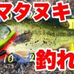 人気ルアーヤマタヌキ。投げるだけで釣れる‼️【バス釣り】【野池】