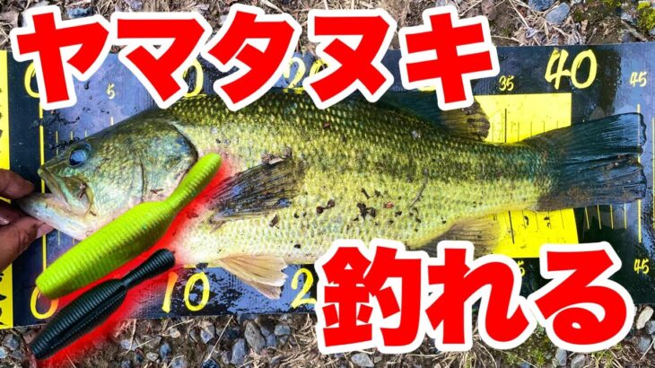 人気ルアーヤマタヌキ。投げるだけで釣れる‼️【バス釣り】【野池】