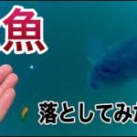 【水中映像】金魚でバス釣り 水中でのブラックバスの反応を撮ってみた！