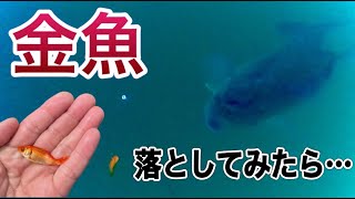 【水中映像】金魚でバス釣り 水中でのブラックバスの反応を撮ってみた！