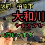 大和川・大阪府・柏原エリアでブラックバス！[大和川バス釣り]