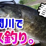 【バス釣り】春の入間川でスモールマウスバス、ワームのドリフトが釣れる！