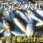 昼間の堤防でアジを狙ったらサビキで入れ食い！足下でもアジ科の回遊魚が無限に釣れた！【究極のサビキ組み合わせ】が炸裂