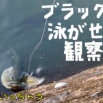 ブラックバス泳がせ釣り観察