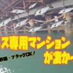 シーバス専用マンションで釣り！