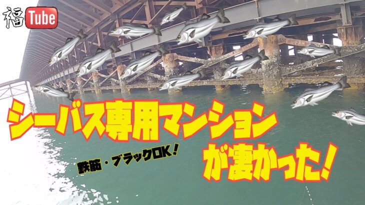 シーバス専用マンションで釣り！