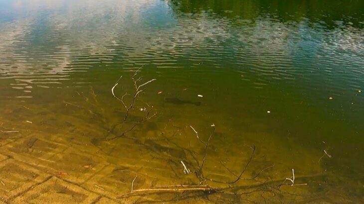 デカバスが釣れる場所… このやり方で、絶対に見つかります「バス釣り」「野池」「初心者」