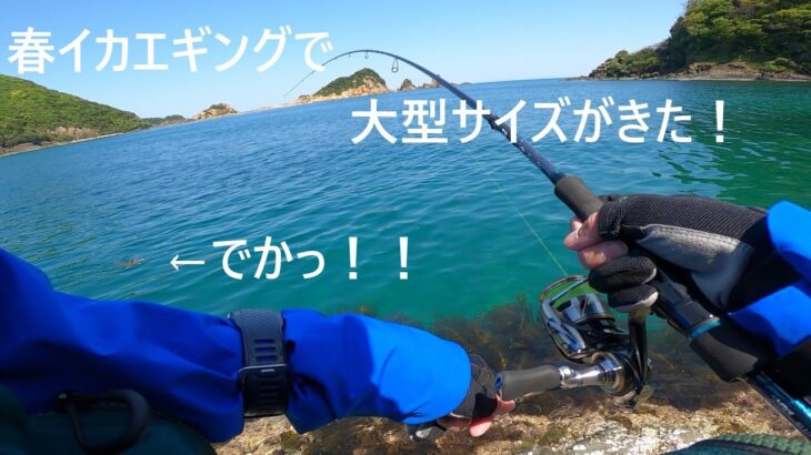 山陰春イカエギングで想定外の大型アオリイカ・・・これはデカい！