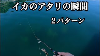 イカのアタリがガッツリ出ます【エギング初心者】これから始める方へ