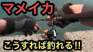 ［初心者必見］マメイカエギング　釣り方教えます‼︎無限イワシも現れた！