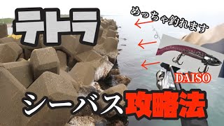 【石川県】テトラってこんな簡単にシーバス釣れるん！？