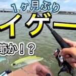 1ヶ月振りに河川にシーバス釣り行ってみた！初夏のデイゲームでバイブレーションに季節がキタ？鉄板バイブも視野に入れて釣行！