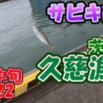茨城県　久慈漁港　サビキ釣り　６月中旬　2022　小サバどこ行った？