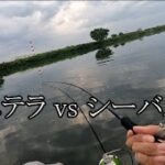 22ステラ vs シーバス!【シーバス釣り】