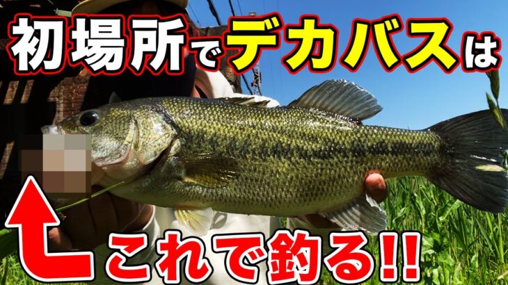 【バス釣り】アフタースポーンの初フィールド攻略!!ルアー選びはこれ!!【6月のバス釣り】【アフター回復】