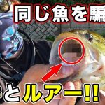 【バス釣り】初夏（7月）アーリーサマー攻略!!夏本番までの釣り方【梅雨どこいった】