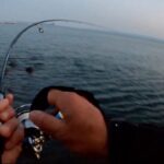 Seabass fishing 、朝マズメ、ジンペンルアーでシーバスを狙う、河口でシーバス釣り