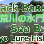 東京ルアー釣り、荒川 ブラックバス&シーバス 水門 (Tokyo Lure Fishing, Bass, Sea Bass, River, 黑鱸, 海鱸魚)