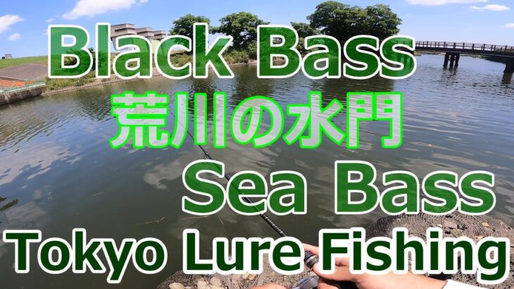 東京ルアー釣り、荒川 ブラックバス&シーバス 水門 (Tokyo Lure Fishing, Bass, Sea Bass, River, 黑鱸, 海鱸魚)