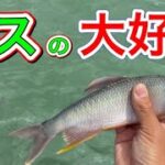 【バス釣り】ケタバス(ハス)で餌釣りしたらブラックバスの反応がヤバイ！in 琵琶湖