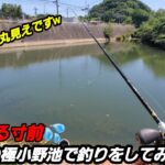 【バス釣り】干上がる寸前の野池で釣りをしてみたら、、【溜め池】【野池】【ドライブスティック】【ブラックバス】【外来魚】【osp】【アフターバス釣り】【福岡】【Vlog】