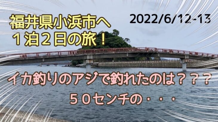 【福井県小浜市】イカ釣り ヤエンの竿にかかったのはいったい何？！