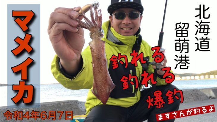 【マメイカ釣り】留萌に豆イカ襲来　短時間で釣れる釣れる！食べたら激うま！